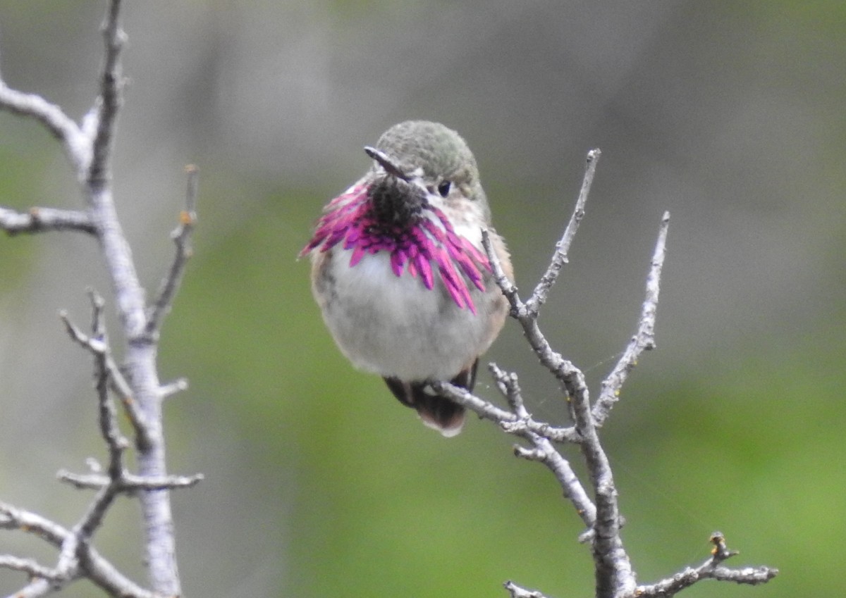 Calliope Hummingbird - Robert Raffel