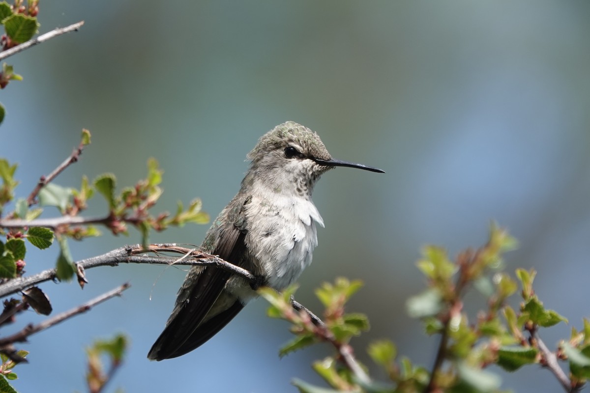 Anna's Hummingbird - ML152455251
