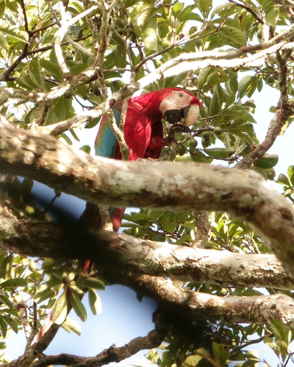 Red-and-green Macaw - Bradley Davis