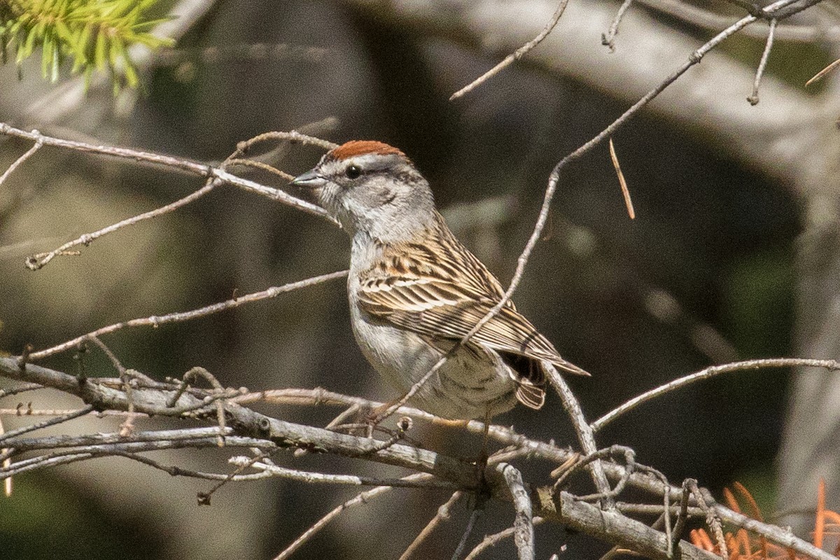 Chipping Sparrow - ML152457361