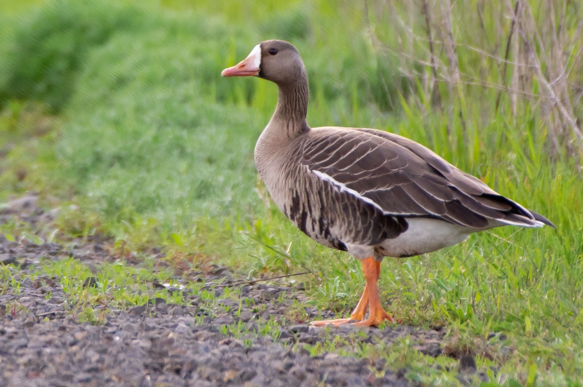 Greater White-fronted Goose - ML152457721