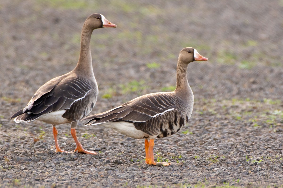 Greater White-fronted Goose - ML152457871