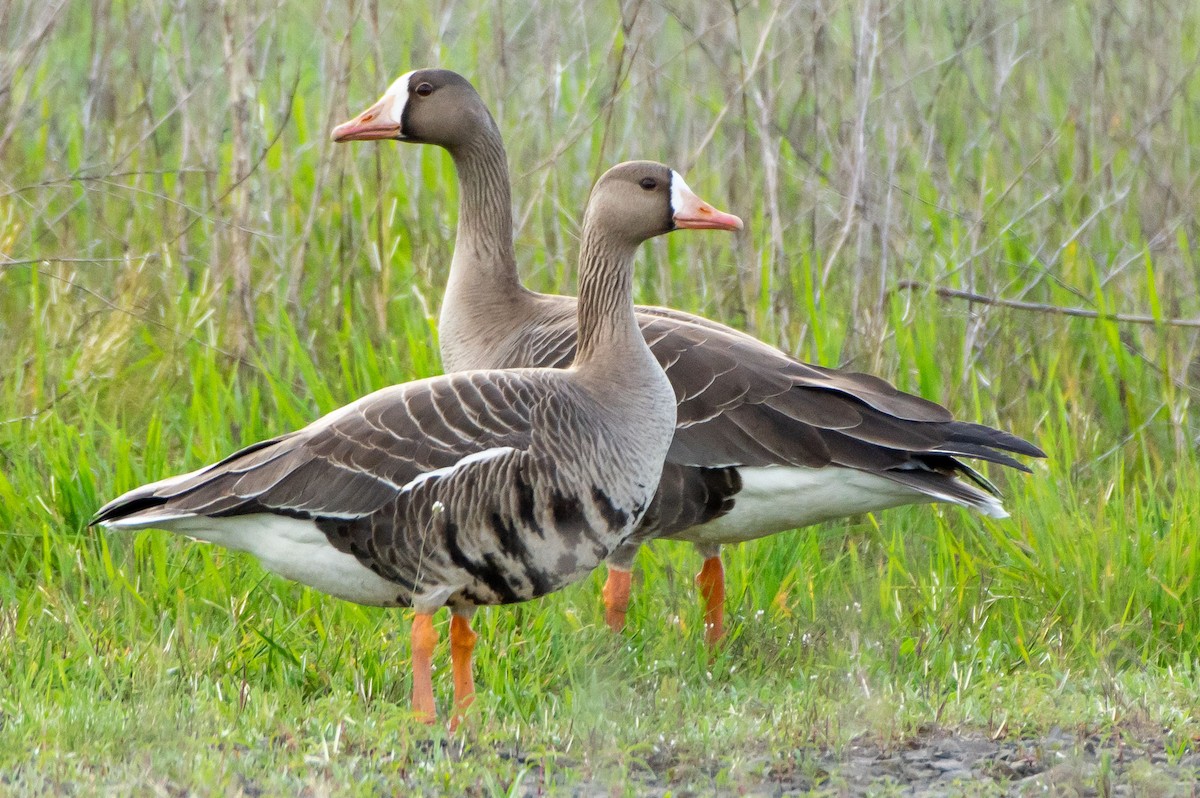 Greater White-fronted Goose - ML152457911