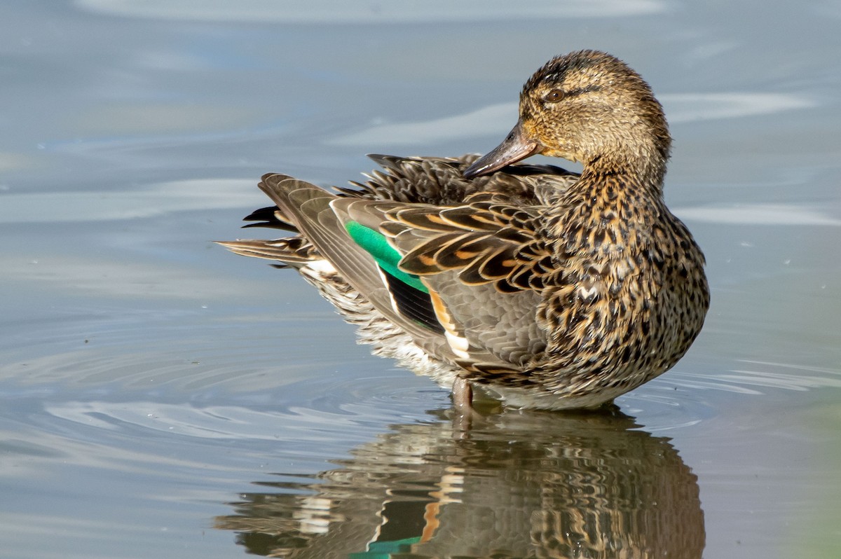 Green-winged Teal - ML152458061