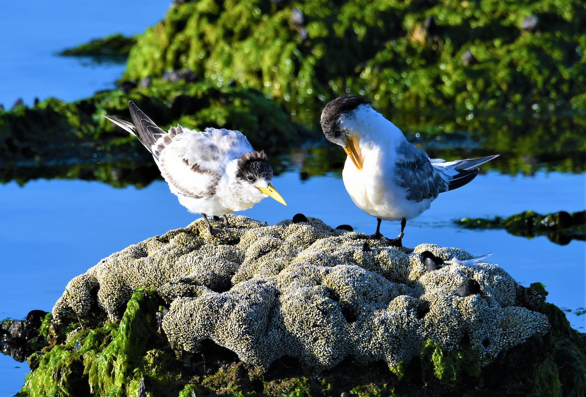 Great Crested Tern - ML152458141