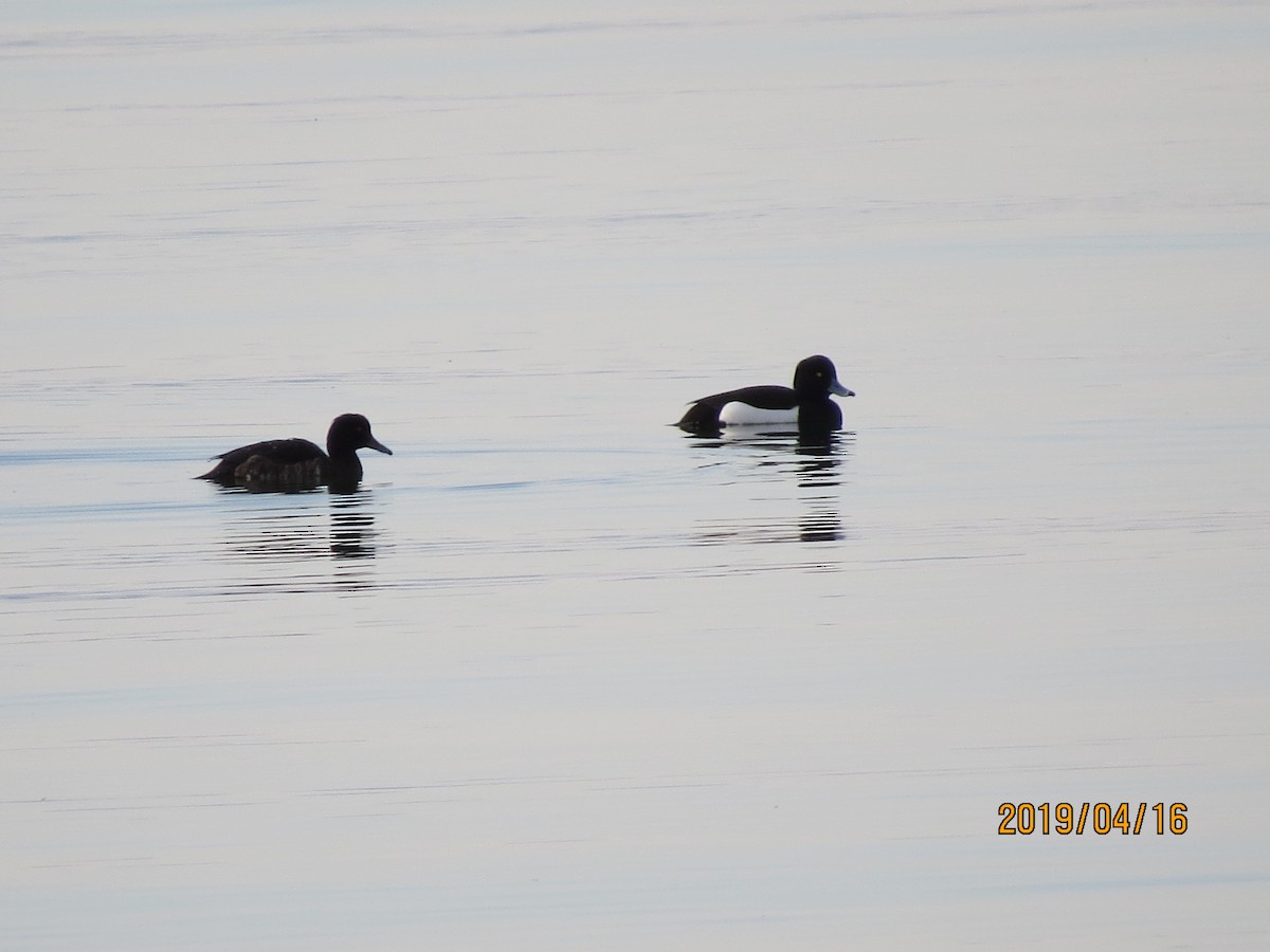Tufted Duck - ML152458621