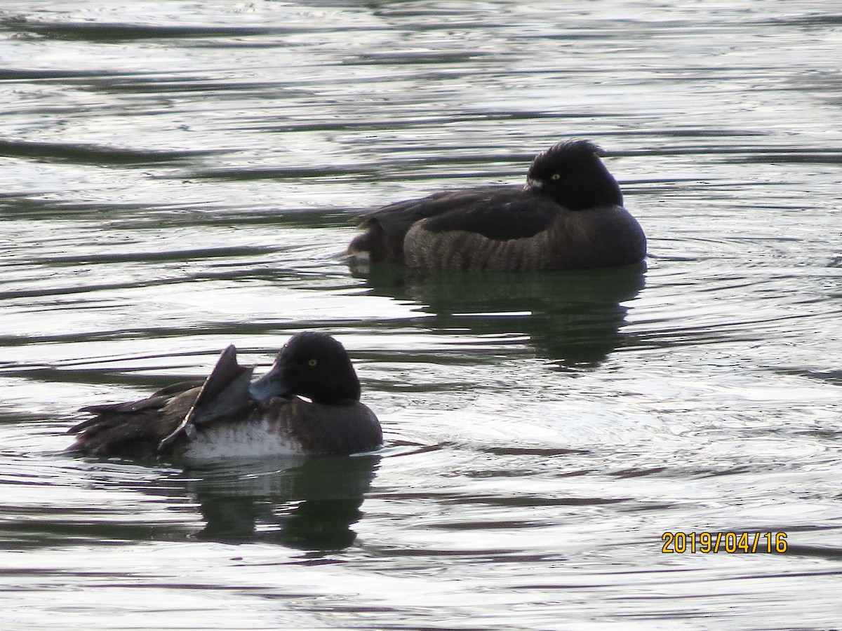 Tufted Duck - ML152458651