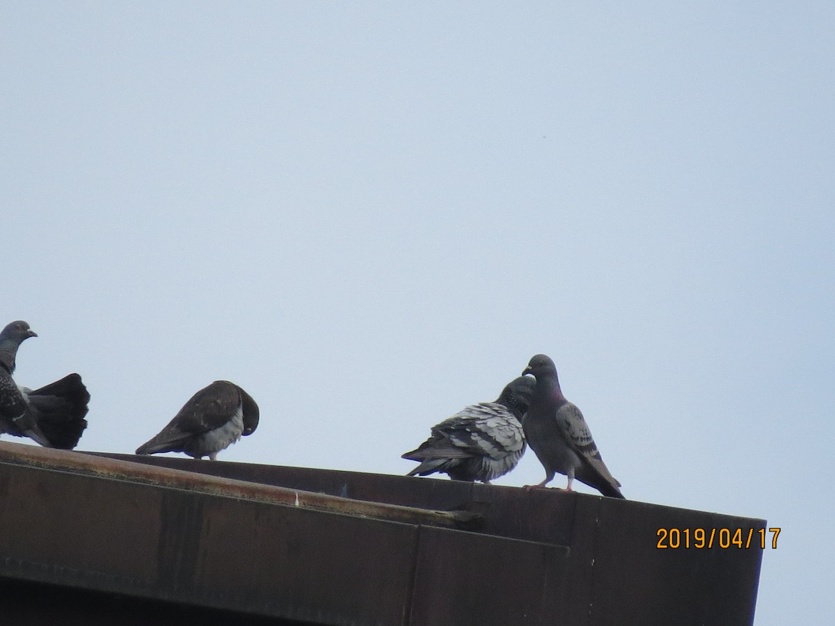 Rock Pigeon (Feral Pigeon) - ML152458681