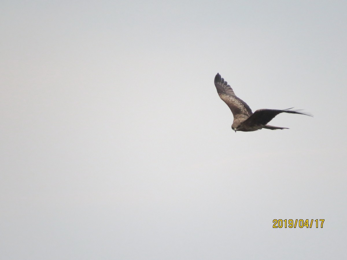 Black Kite - ML152459241
