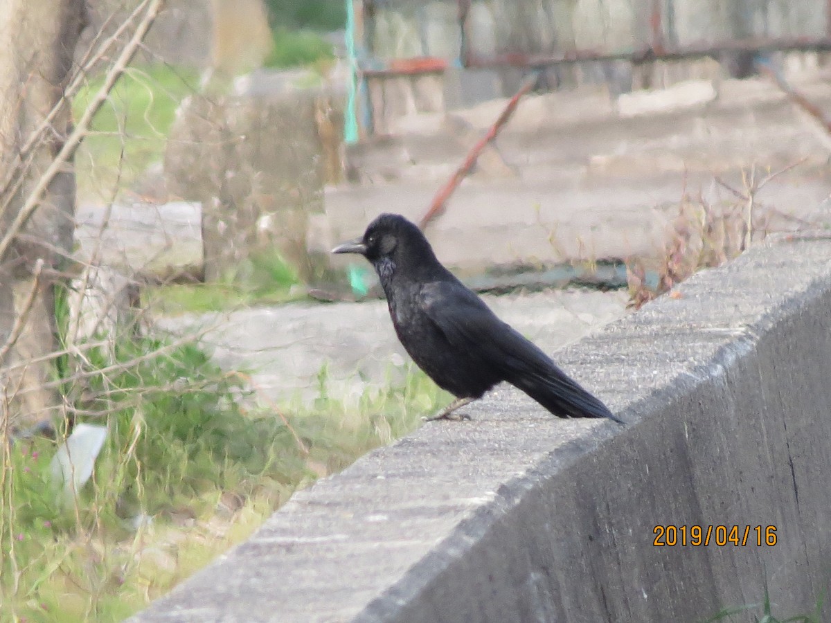 Large-billed Crow - 祥榮 李