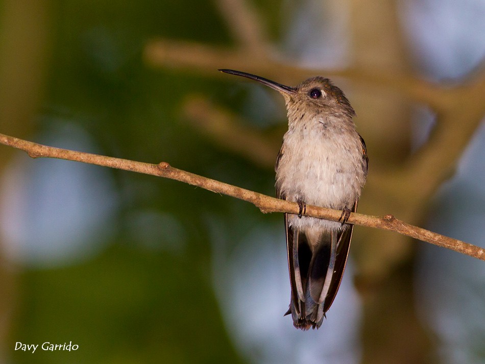 kolibřík klínoocasý - ML152459361