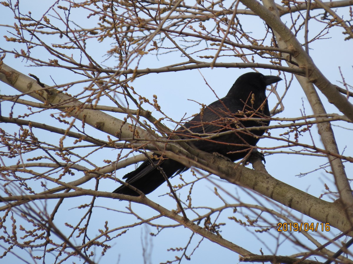 Large-billed Crow - ML152459381