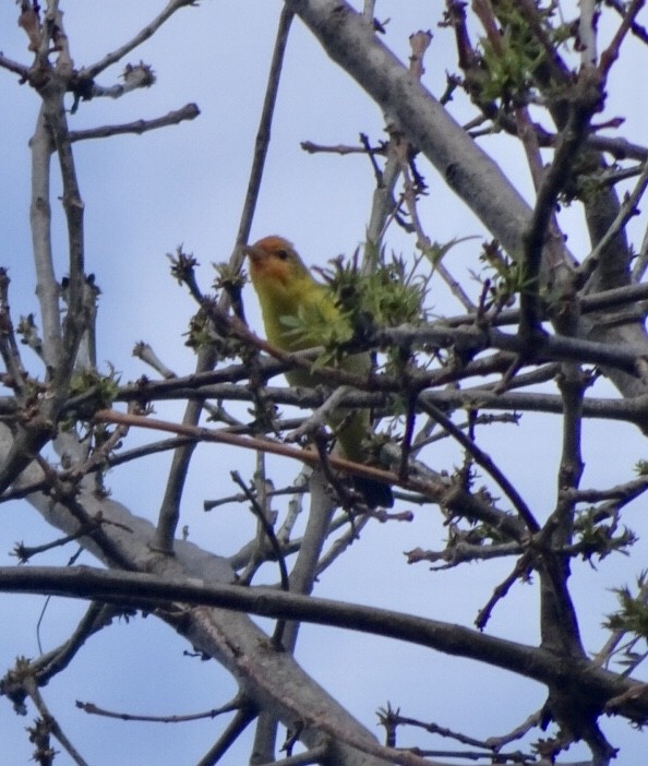 Western Tanager - ML152459431