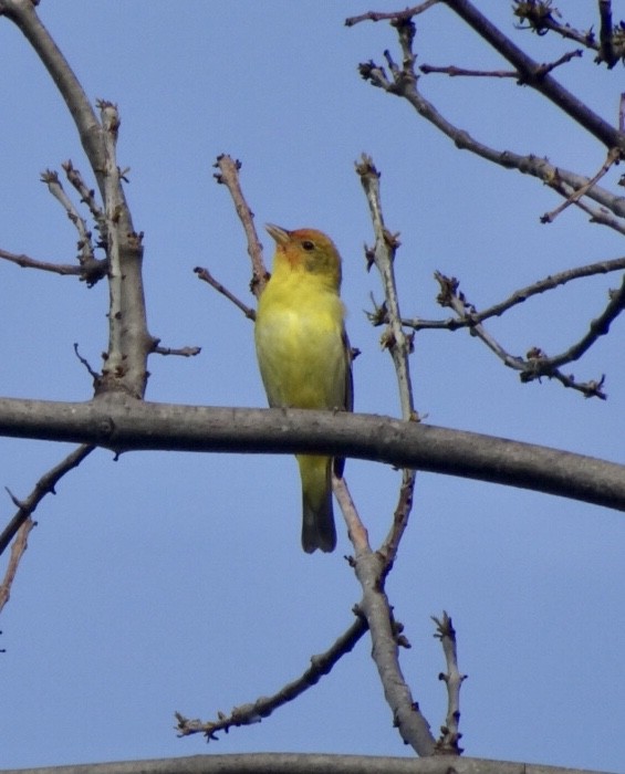 Western Tanager - ML152459441