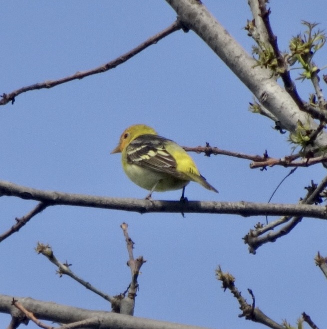 Western Tanager - ML152459451