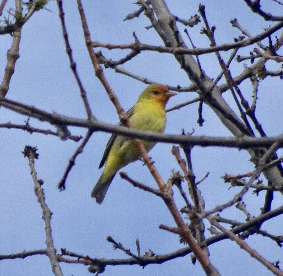 Western Tanager - ML152459461