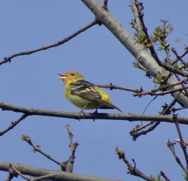 Western Tanager - ML152459471