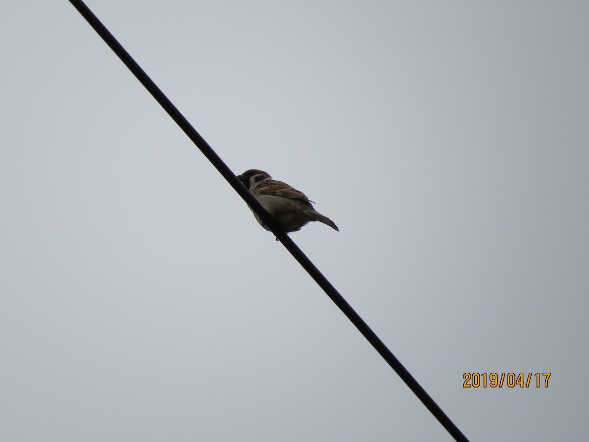 Eurasian Tree Sparrow - 祥榮 李