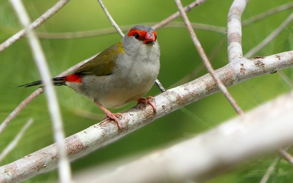 Red-browed Firetail - ML152459911