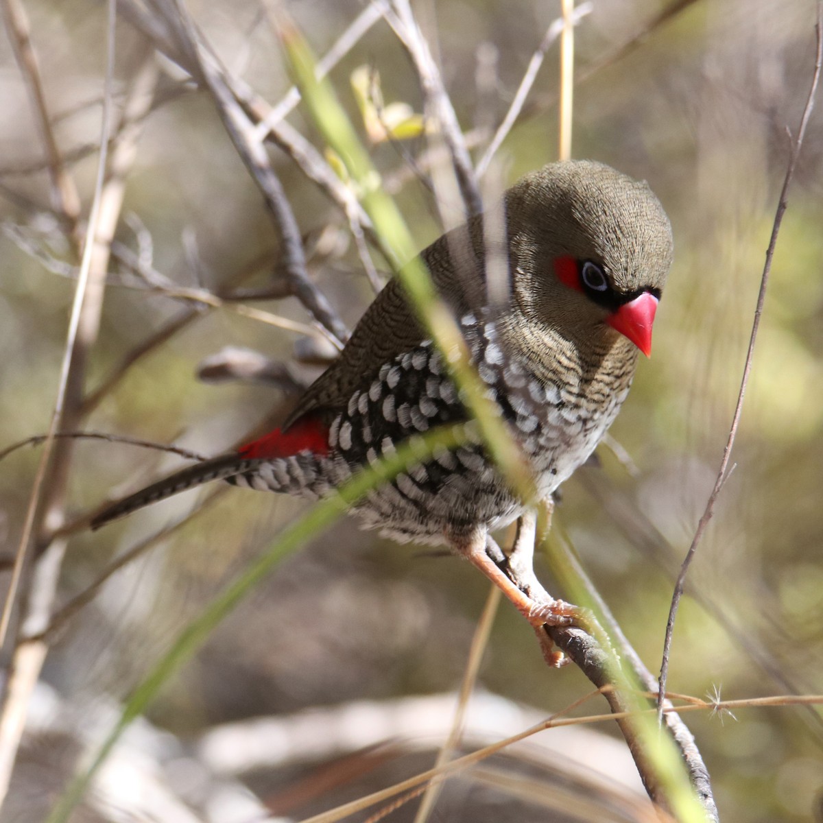Red-eared Firetail - ML152460111