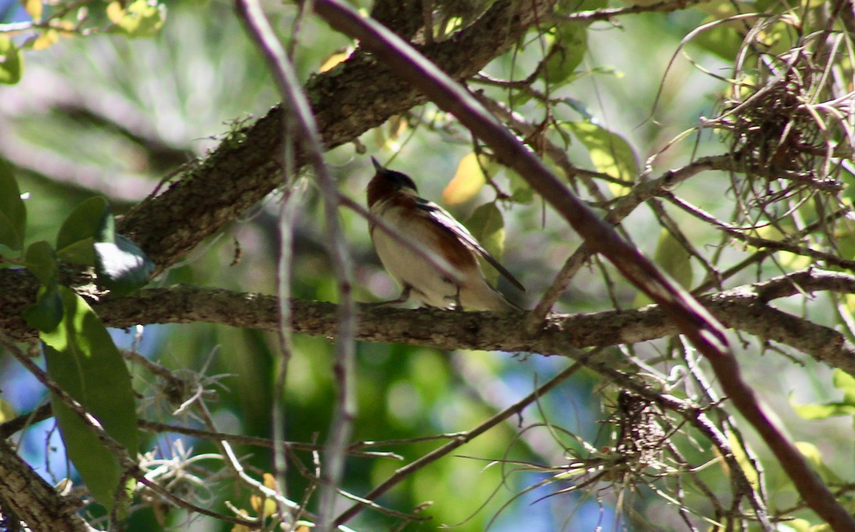 Bay-breasted Warbler - ML152461711