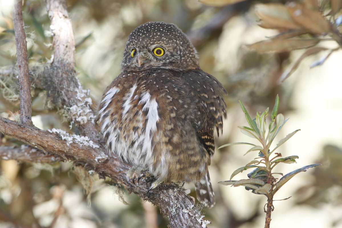 Costa Rican Pygmy-Owl - ML152463151