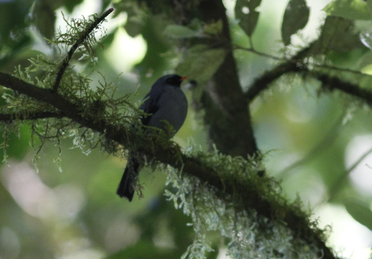 Black-faced Solitaire - ML152463161