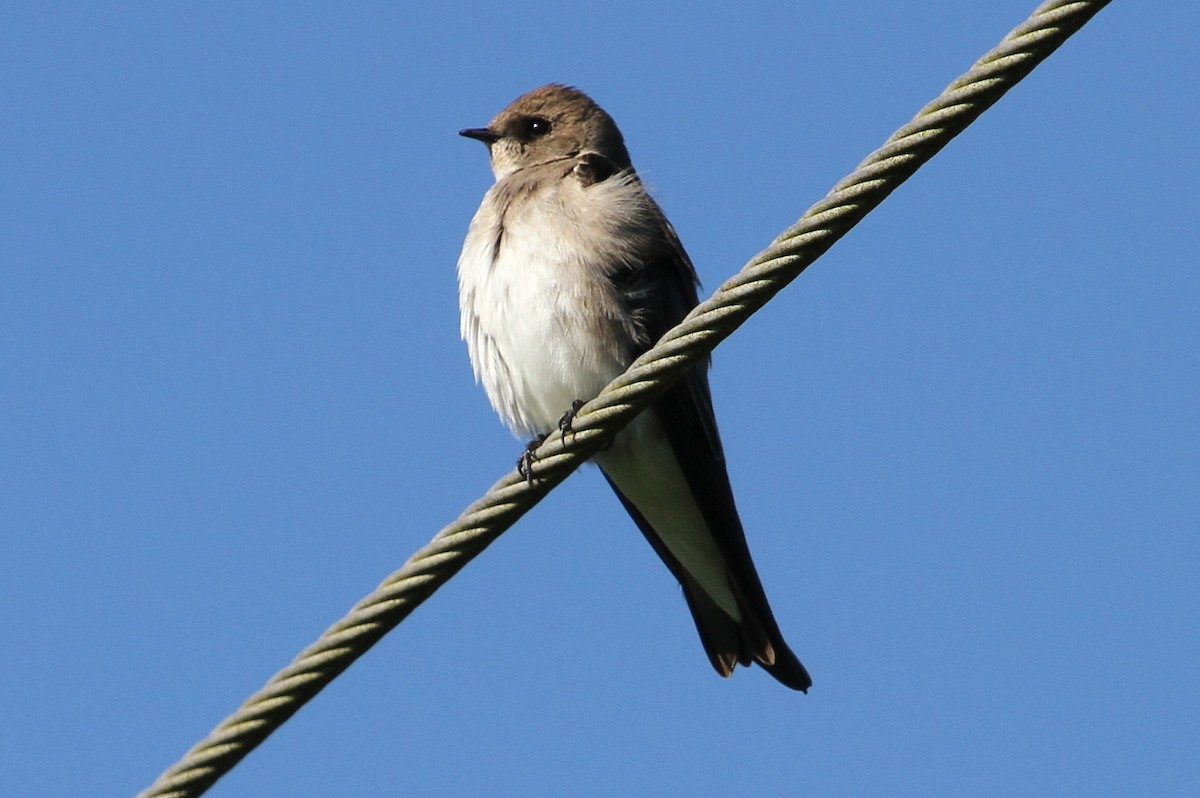 Northern Rough-winged Swallow - John F. Gatchet