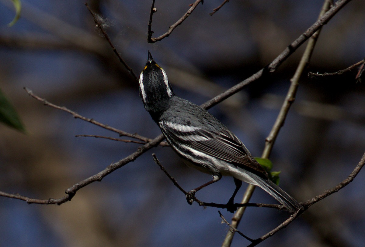 Black-throated Gray Warbler - Curtis Marantz