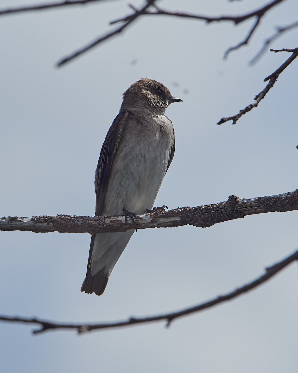 Northern Rough-winged Swallow - Randy Countryman