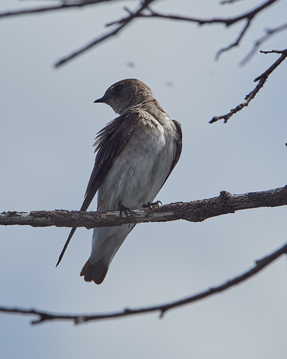 Northern Rough-winged Swallow - Randy Countryman