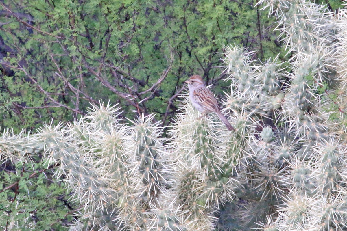 Rufous-winged Sparrow - Richard Fray