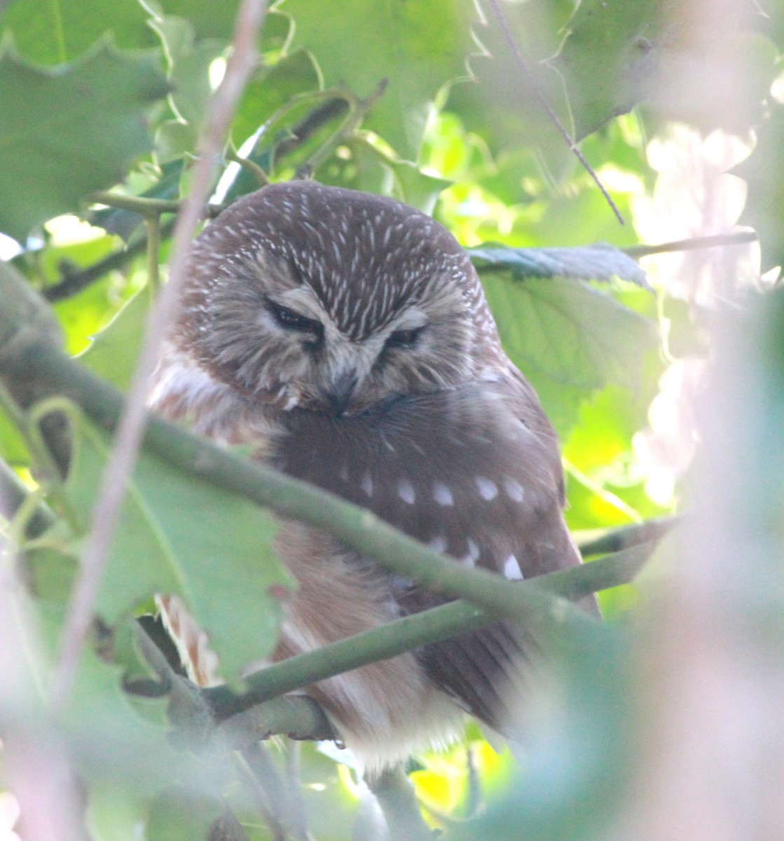 Northern Saw-whet Owl - Uday Sant