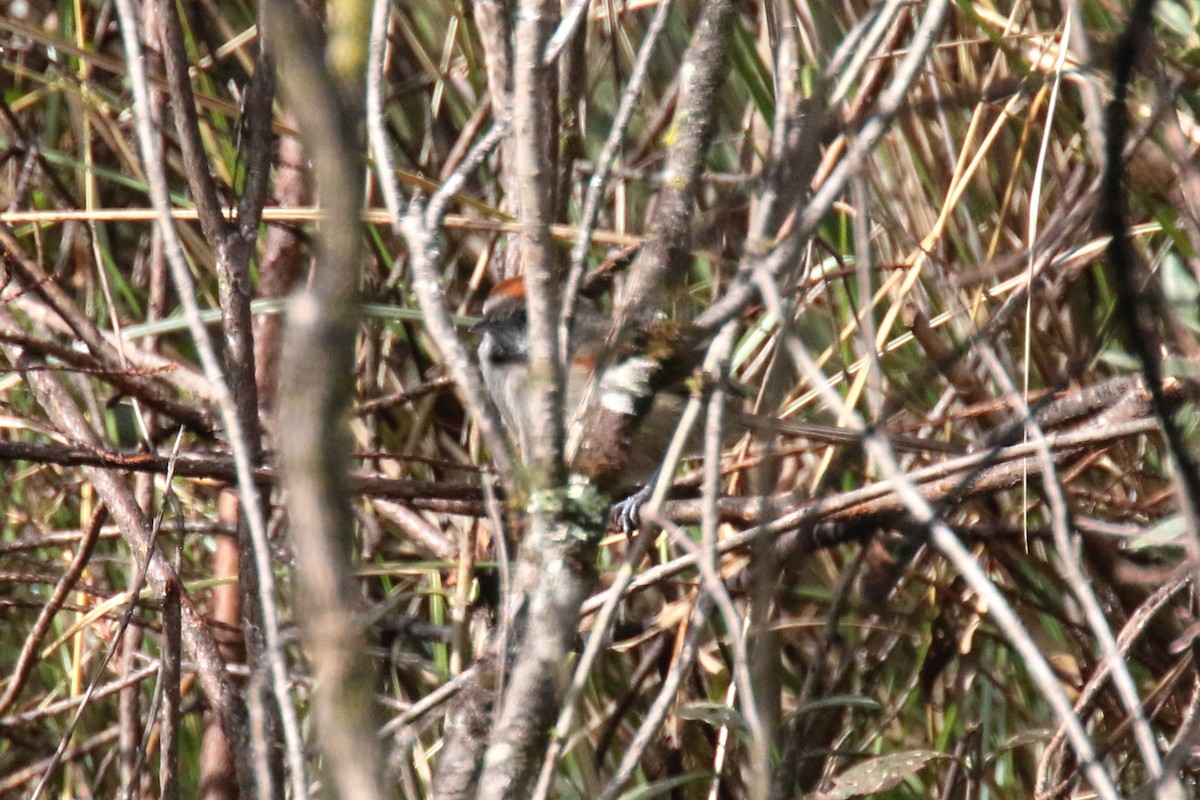 Silvery-throated Spinetail - ML152466011