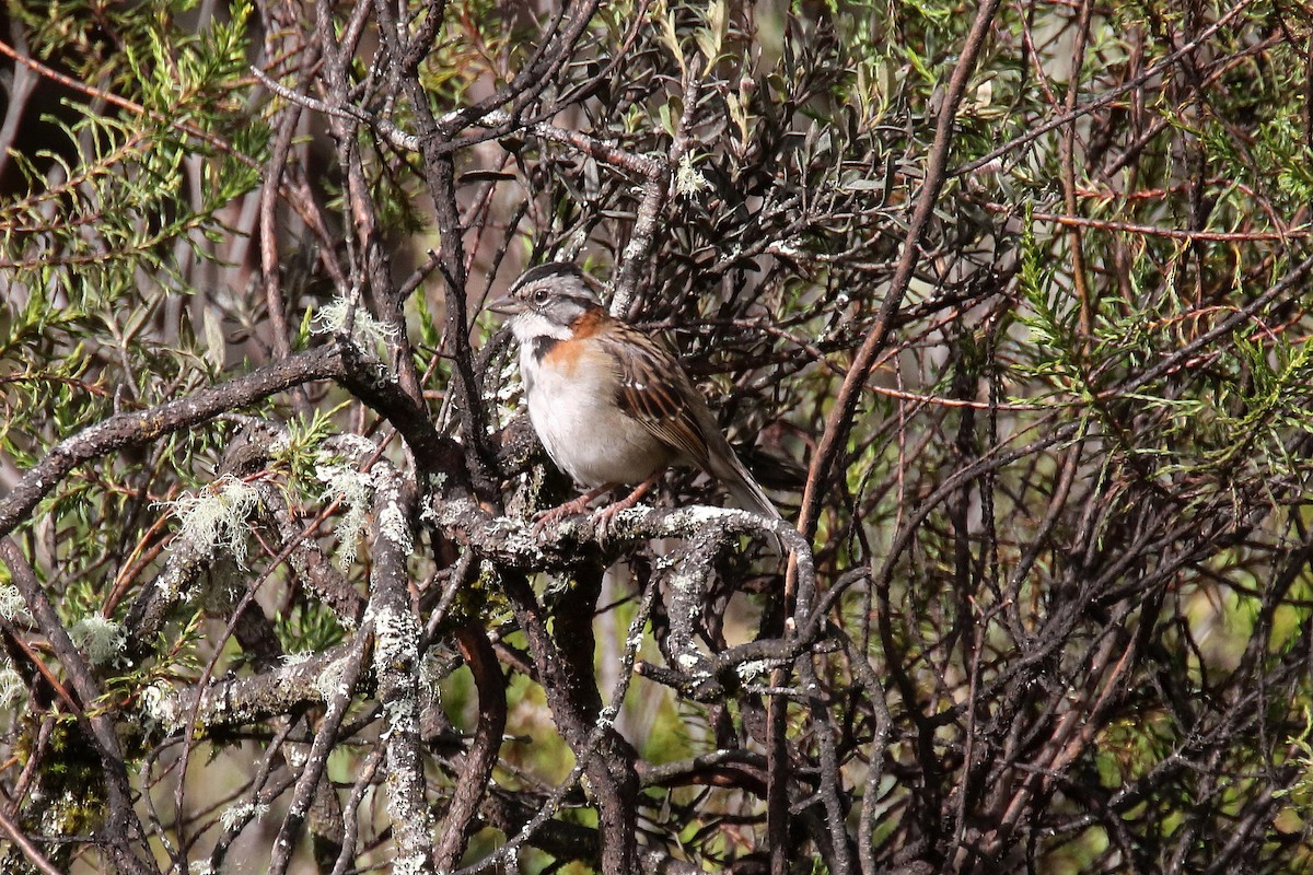 Rufous-collared Sparrow - ML152466061