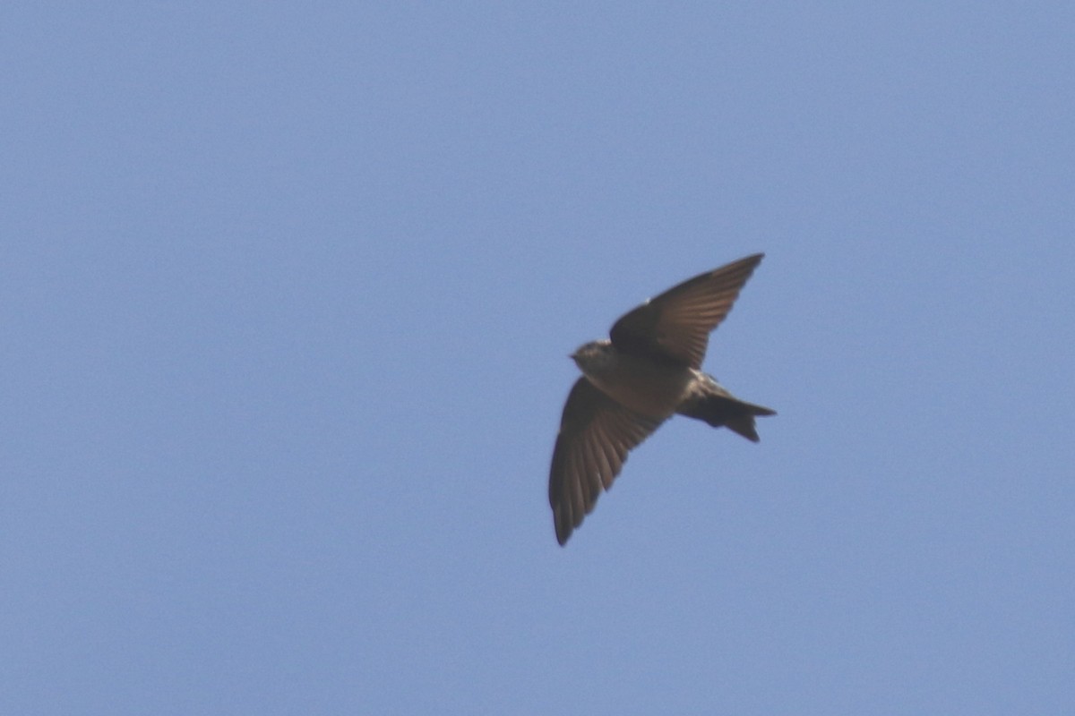 Brown-bellied Swallow - ML152466141