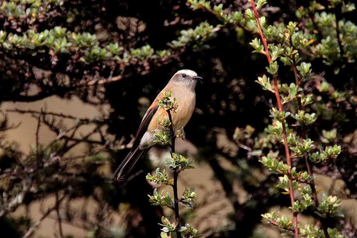 Brown-backed Chat-Tyrant - ML152466151