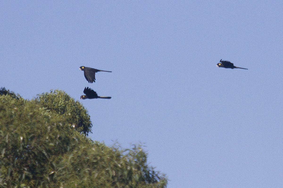 Yellow-tailed Black-Cockatoo - Greg McLachlan