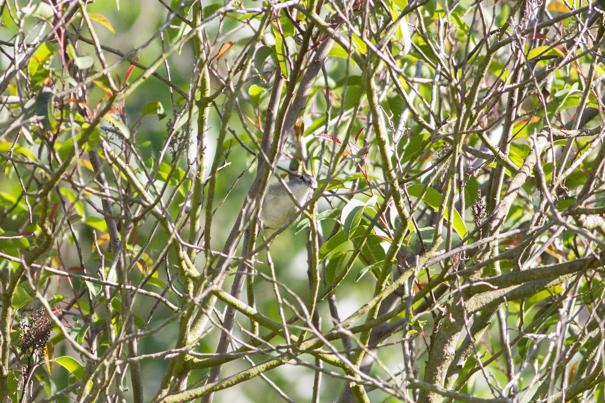 Cassin's Vireo - Nathan French
