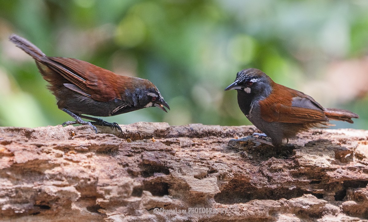 Black-throated Babbler - Lily Chang