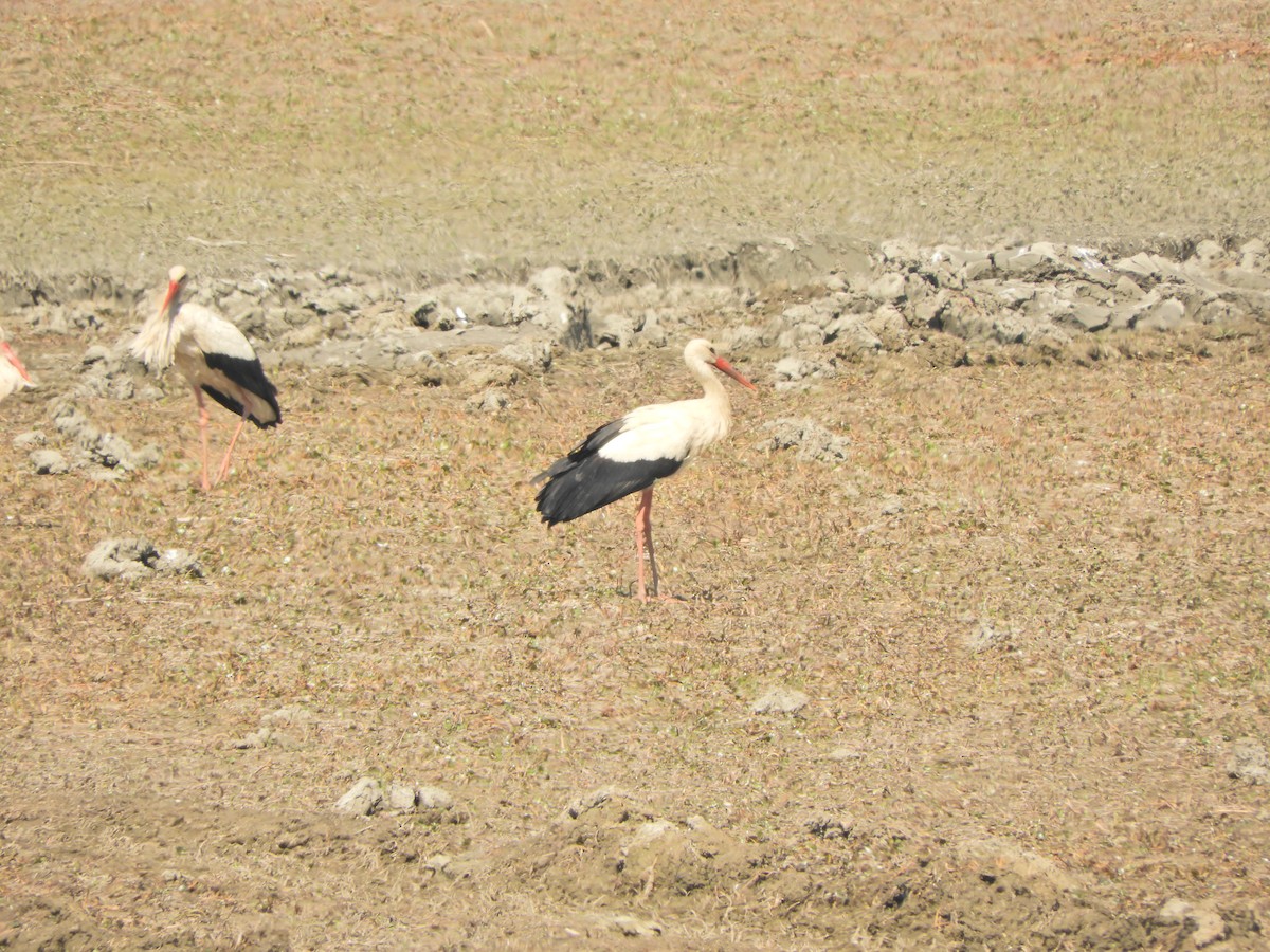 White Stork - ML152471291