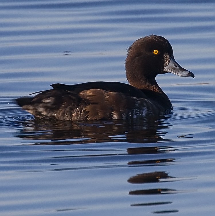 Tufted Duck - ML152471471