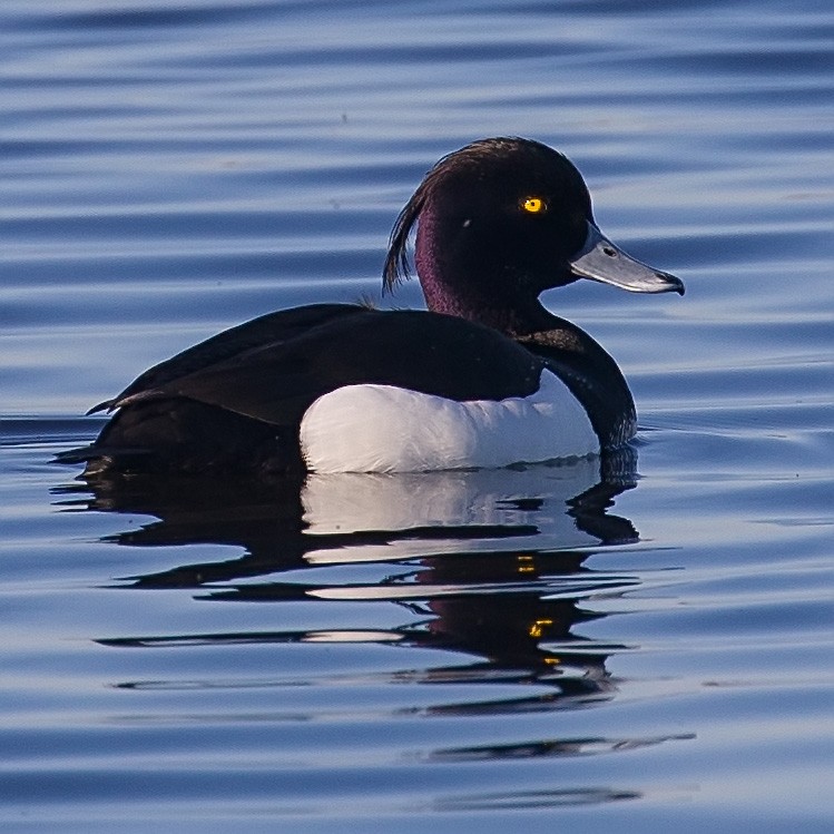 Tufted Duck - ML152471481