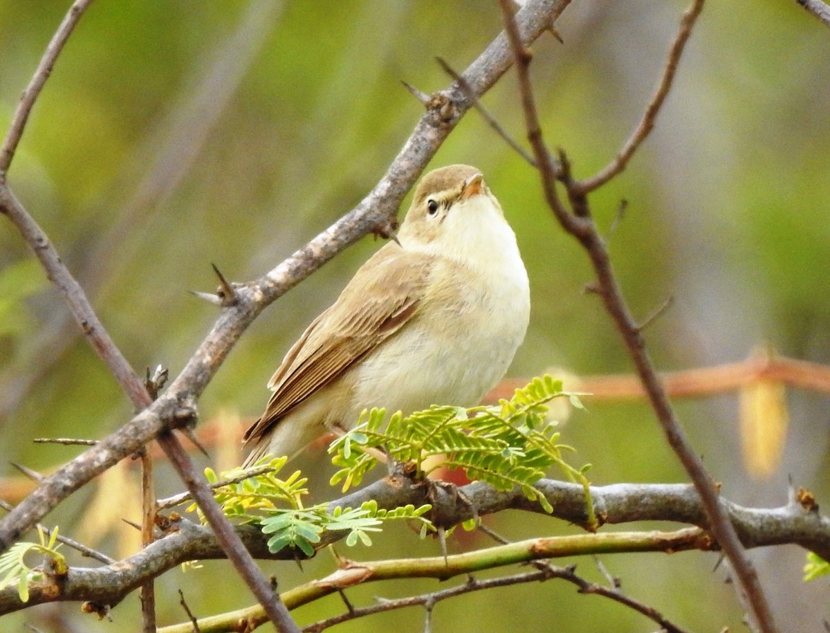 Booted Warbler - ML152472131