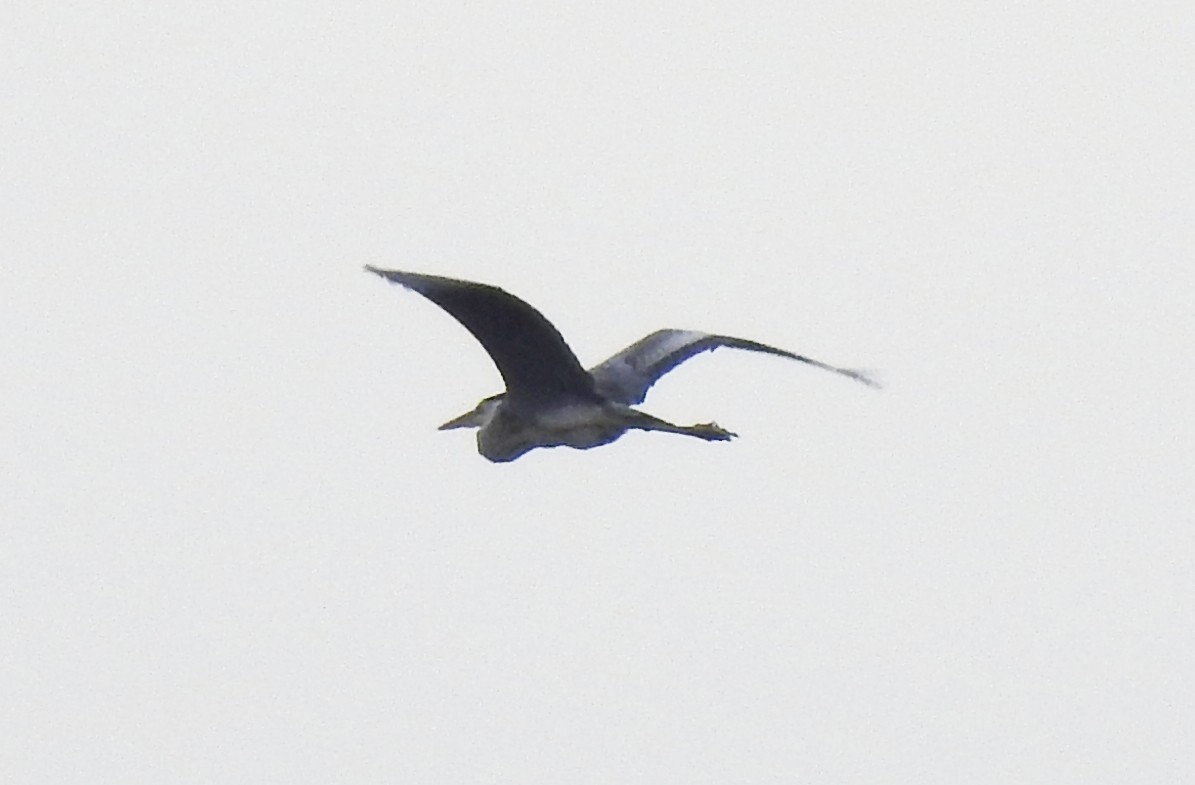 Gray Heron - Subramania Siva