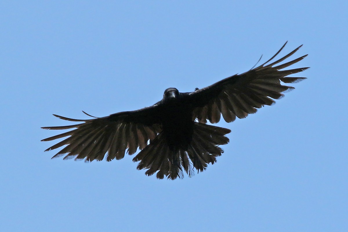 Hispaniolan Palm-Crow - ML152472271