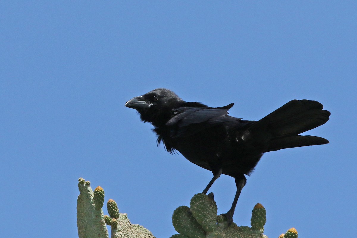 Hispaniolan Palm-Crow - ML152472291