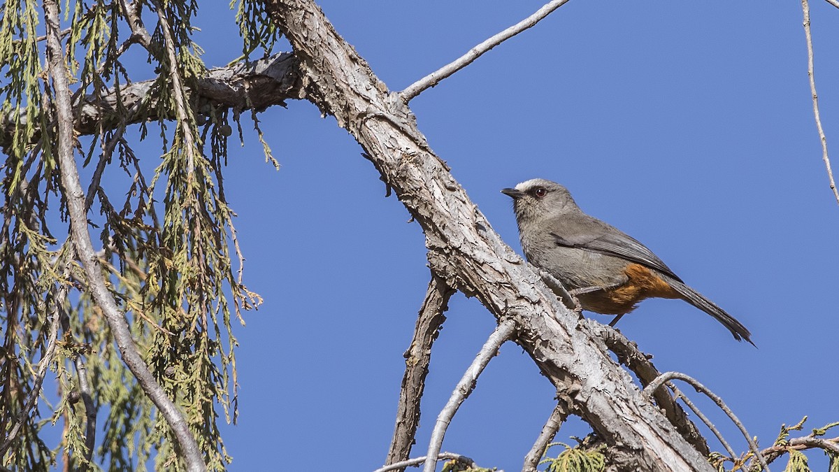 Abyssinian Catbird - H. Çağlar Güngör