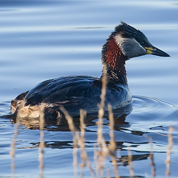 Red-necked Grebe - ML152472691