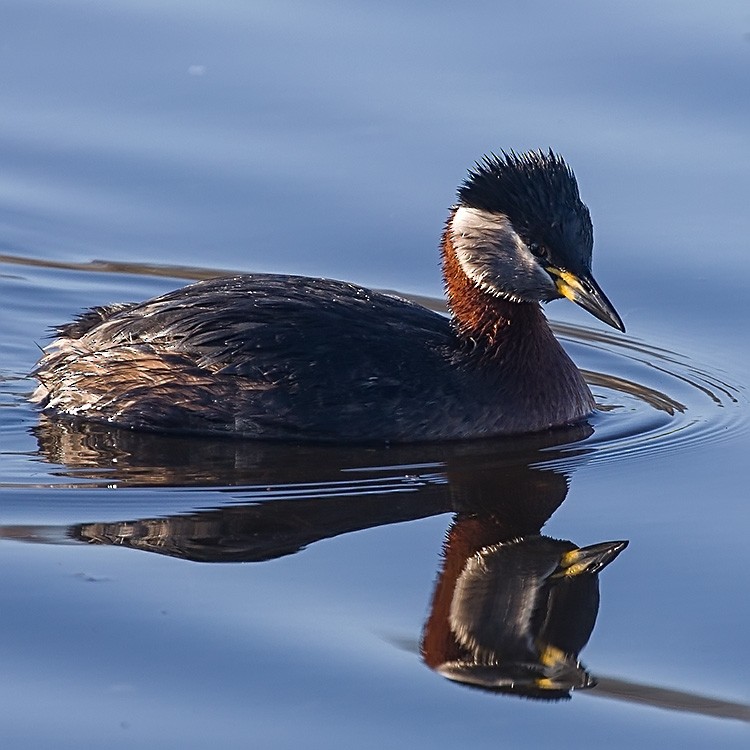 Red-necked Grebe - ML152472701